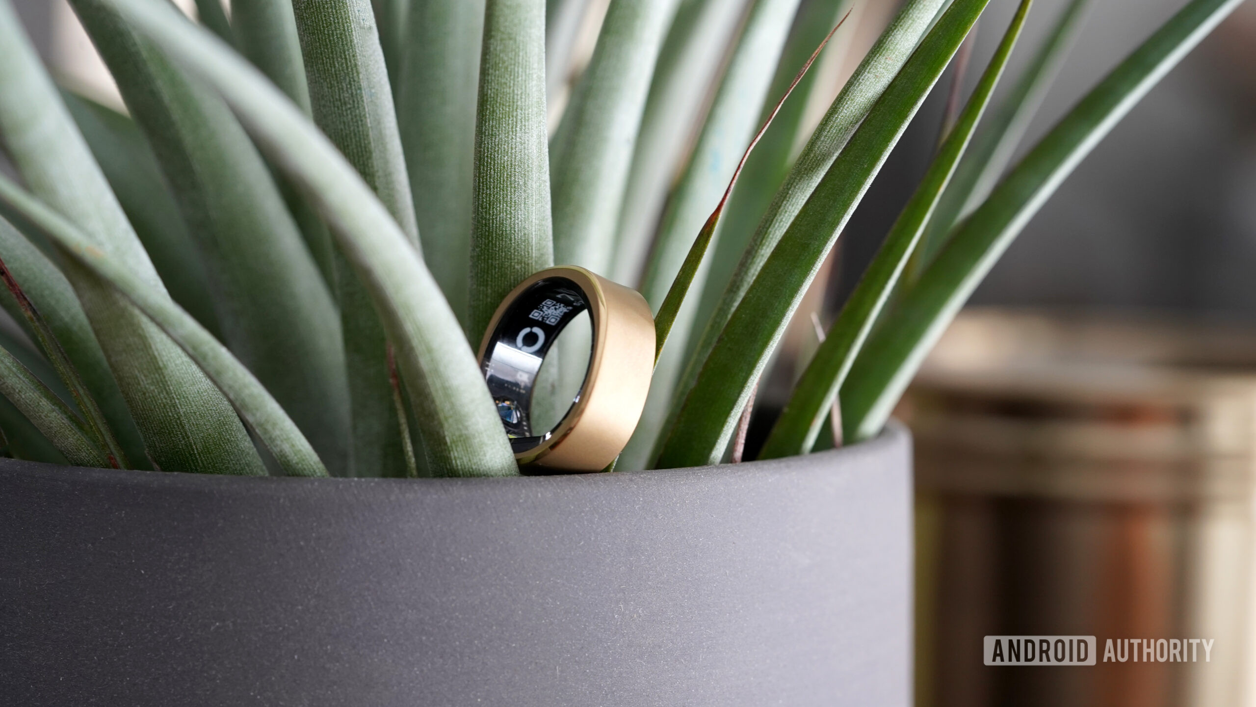 A pale gold RingConn Smart Ring rests on the edge of a potted plant.