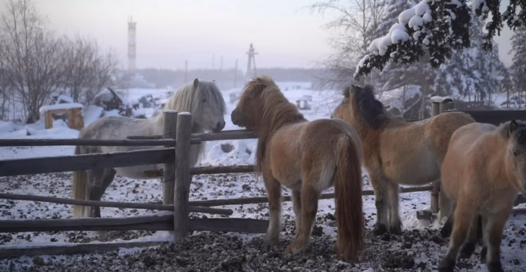 Uncover the Fierce Bitterness of the Coldest Town on Earth: A Stunning Mini Documentary