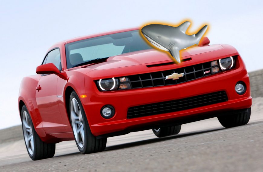 Meet Camaro Sharks: The Next…