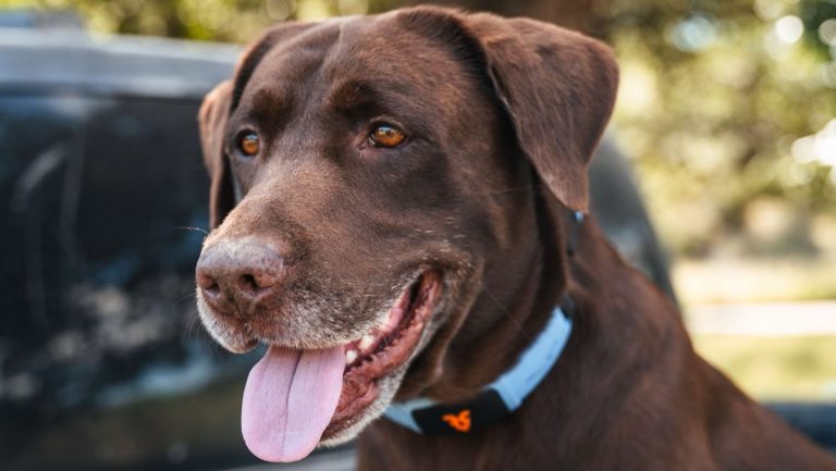 Unlock Your Furry Friend’s Hidden Language: Revolutionary AI Collar Deciphers Canine Commands