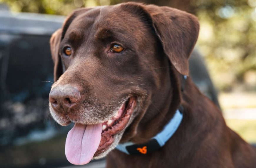 Unlock Your Furry Friend’s Hidden Language: Revolutionary AI Collar Deciphers Canine Commands